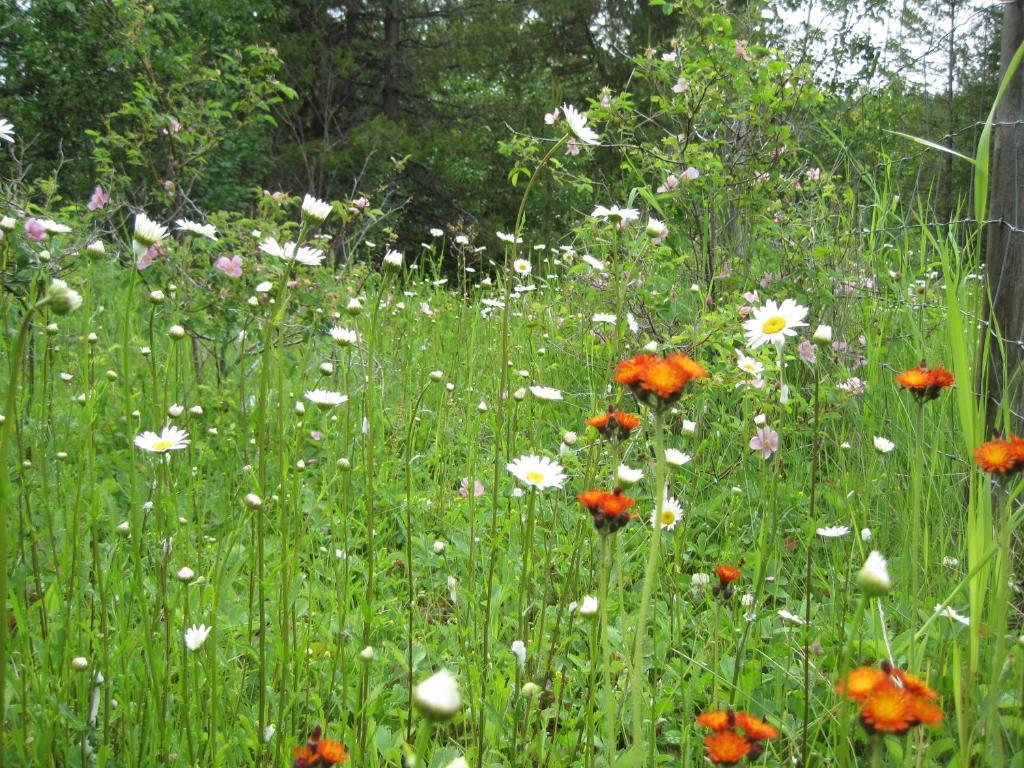 Wild Nature *