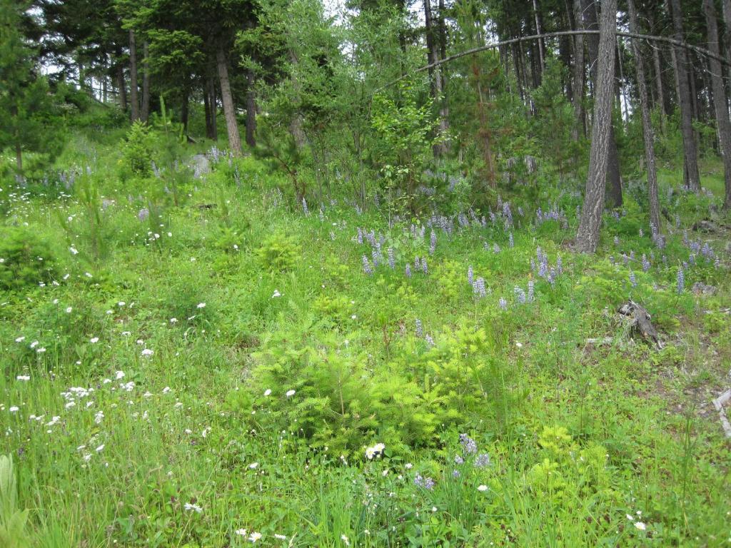 Bed & Breakfast Wild Nature Kelowna